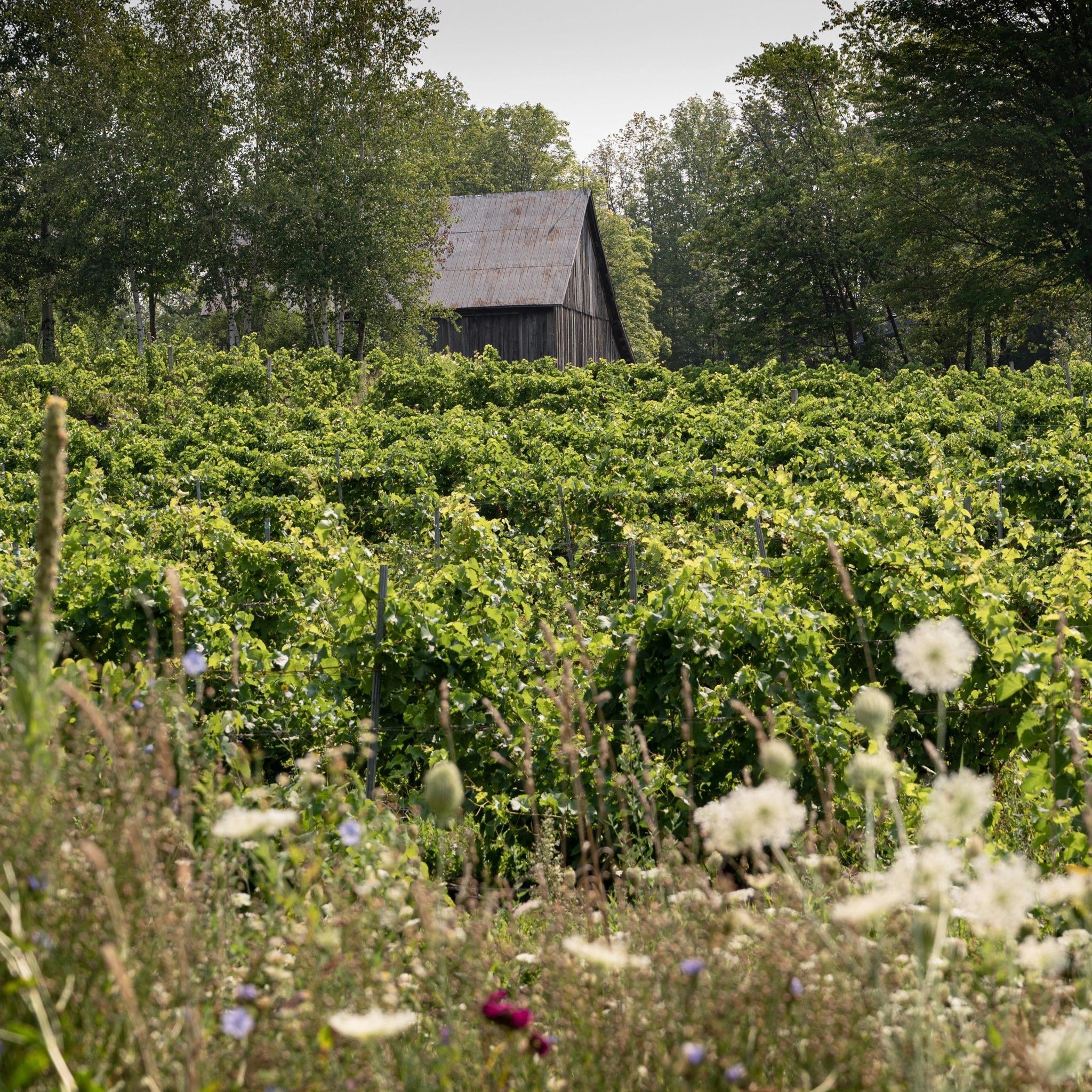 Grange du vignoble